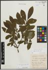 Foto von Salix appendiculata Vill.